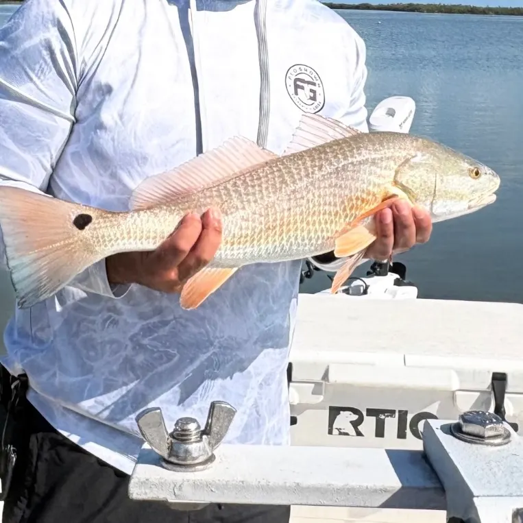 Red drum caught on Fishbrain