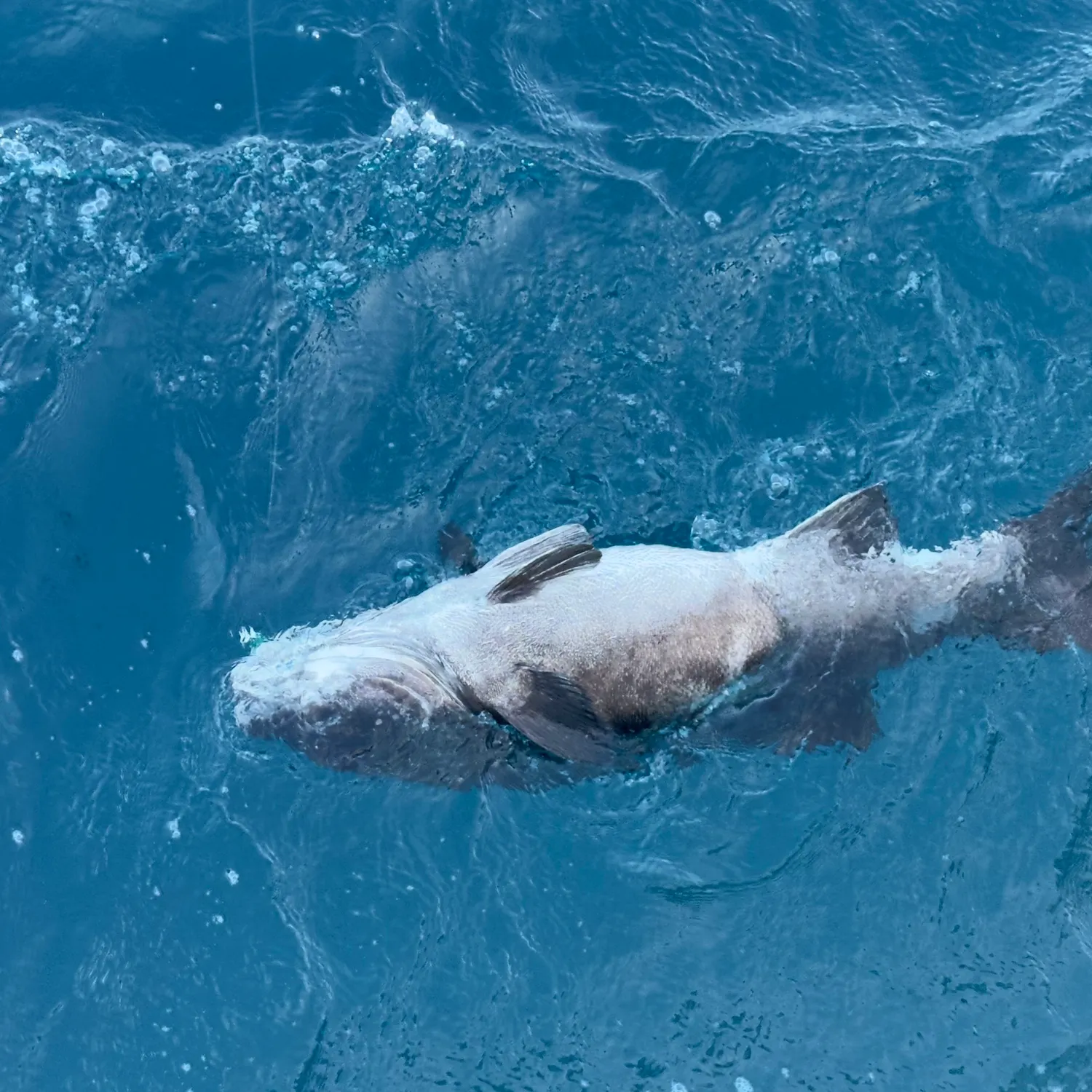 The most recent Giant sea bass catches on Fishbrain
