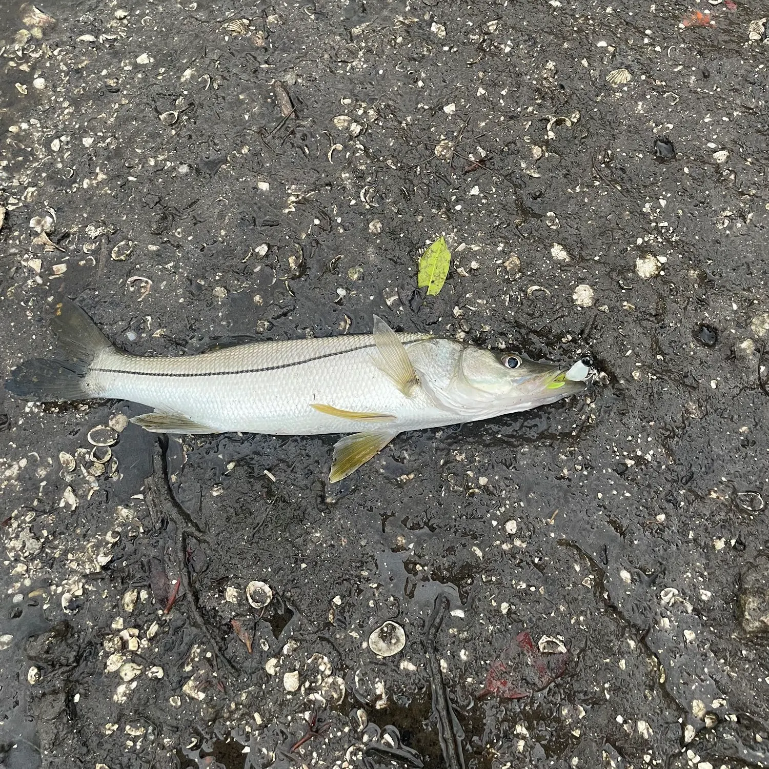 angler catch