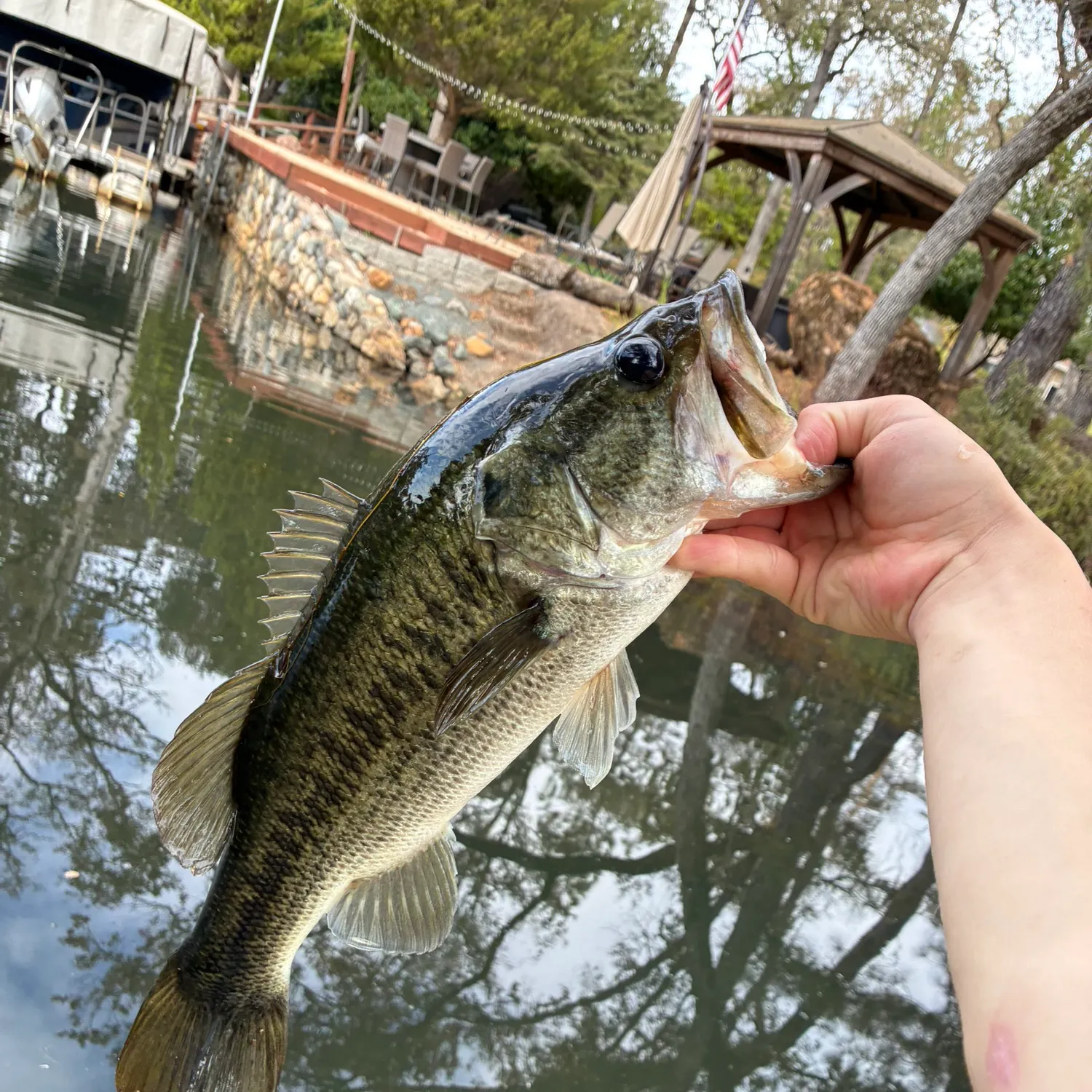 Largemouth bass caught on Fishbrain