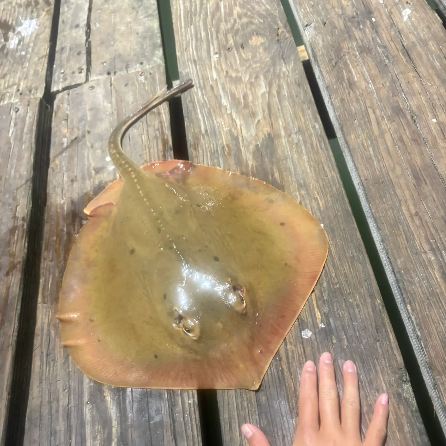 The most recent Atlantic stingray catches on Fishbrain