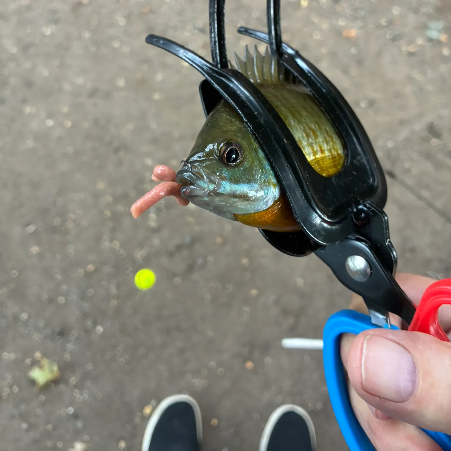 Fish caught on Fishbrain