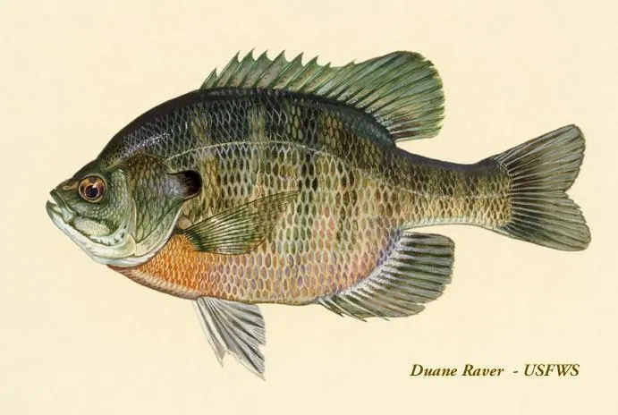 Bluegill