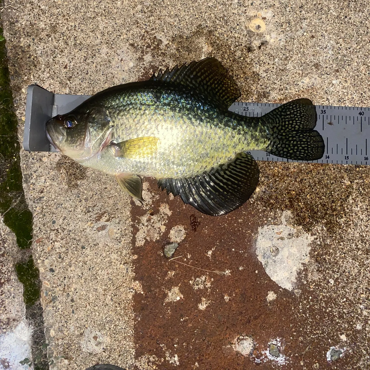 Black crappie caught on Fishbrain