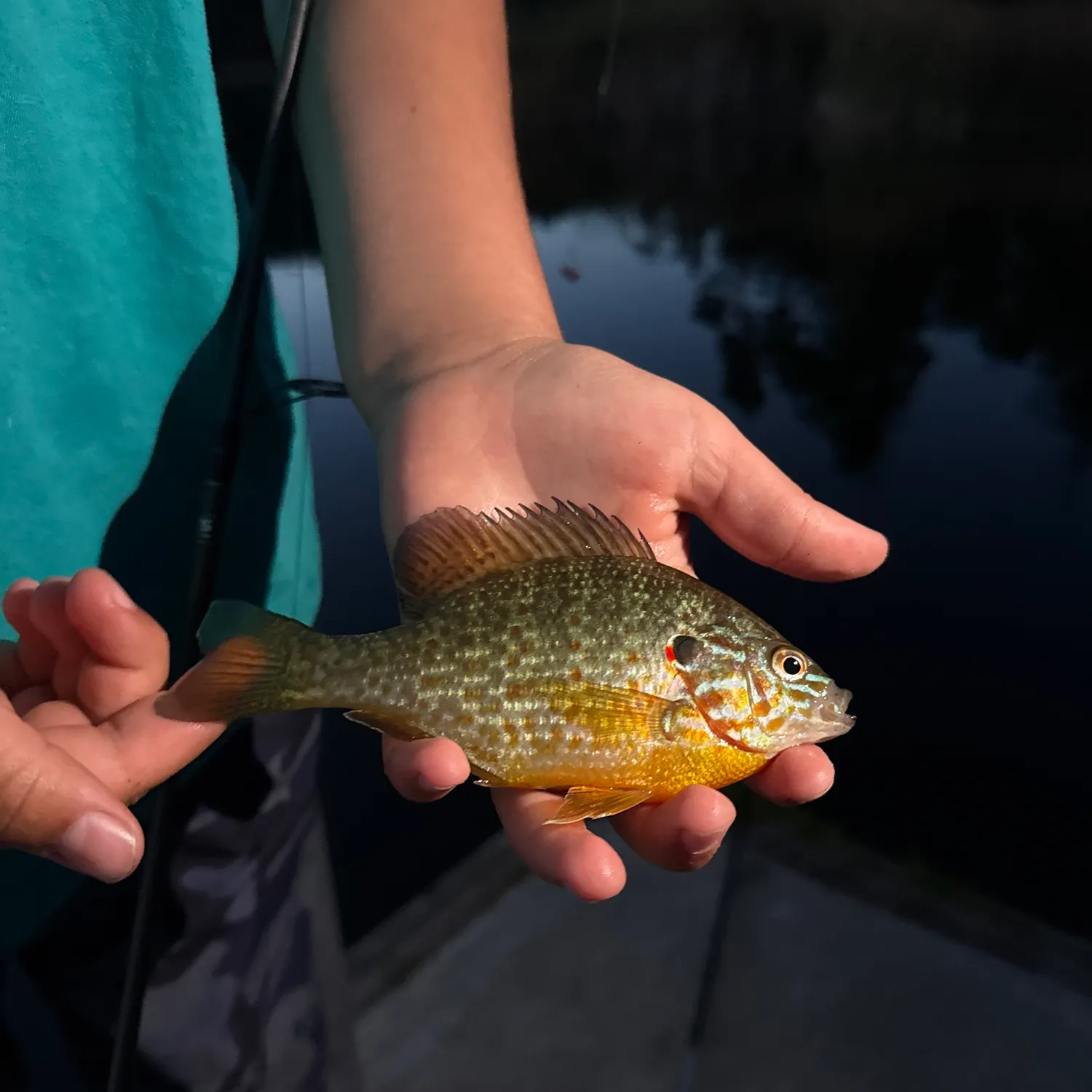 Pumpkinseed caught on Fishbrain