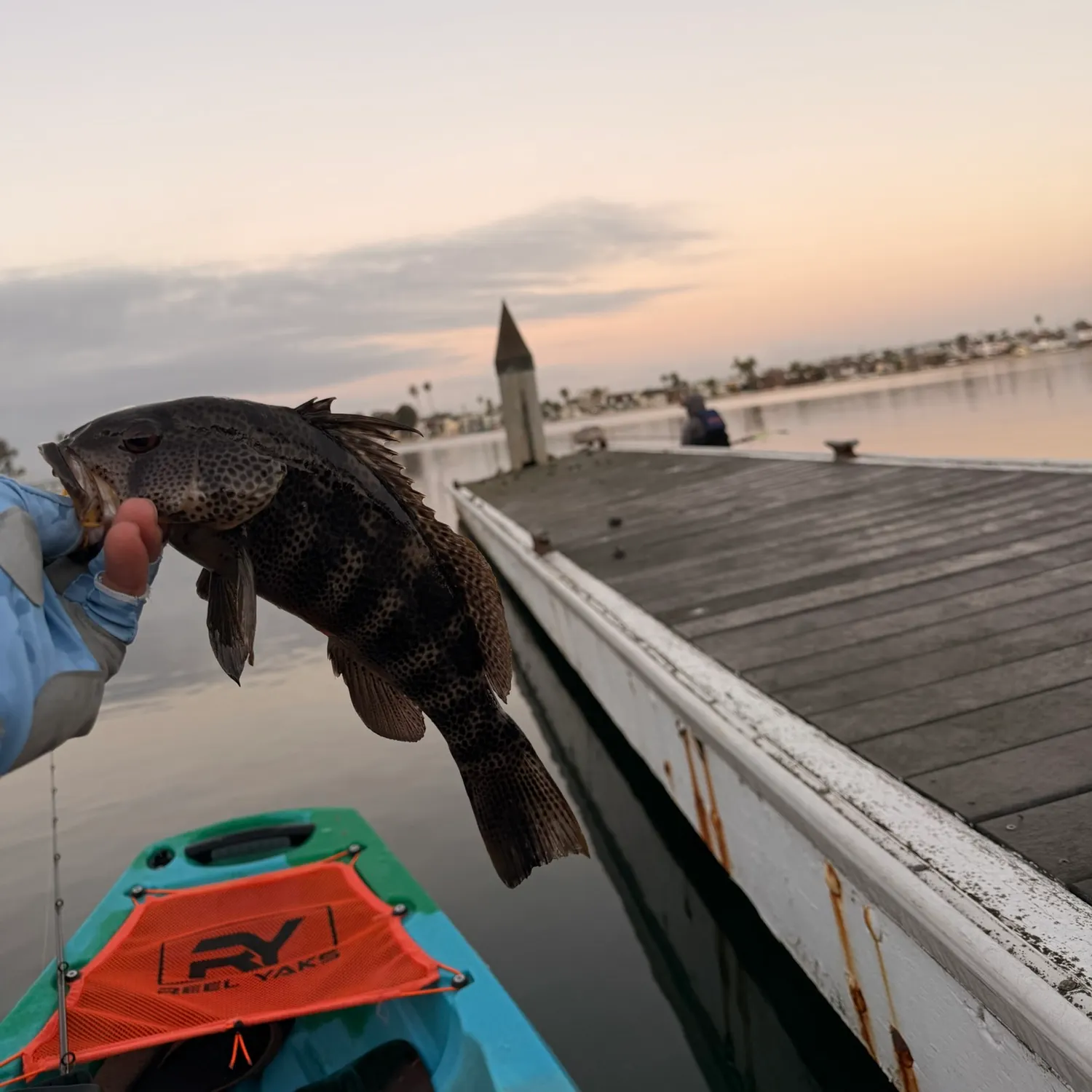Spotted sand bass caught on Fishbrain