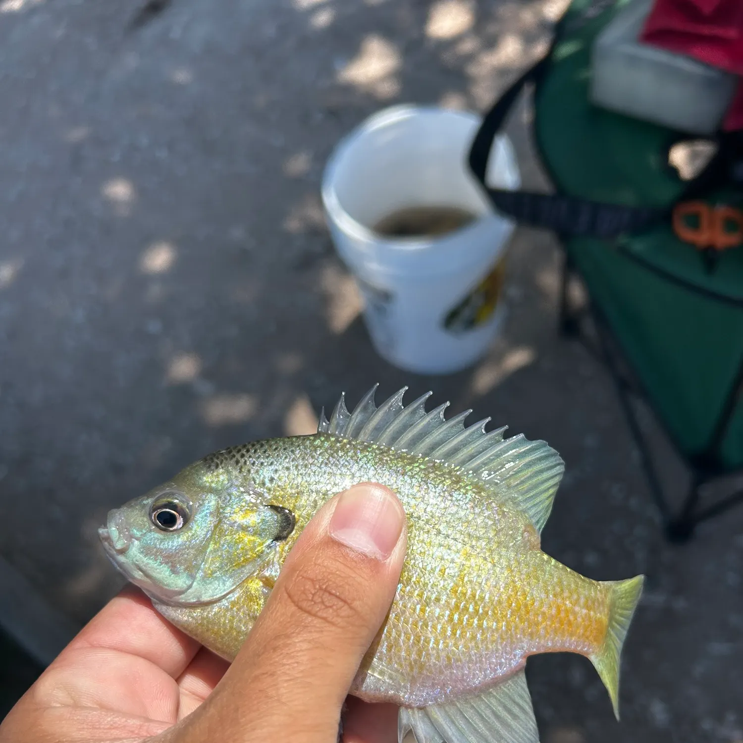 catch