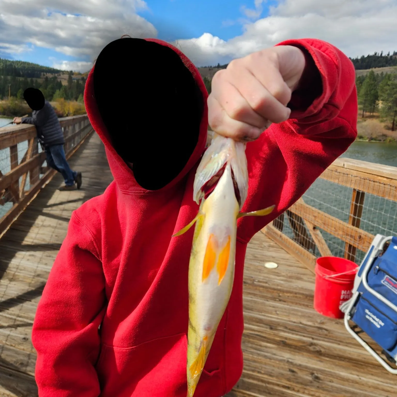 Yellow perch caught on Fishbrain