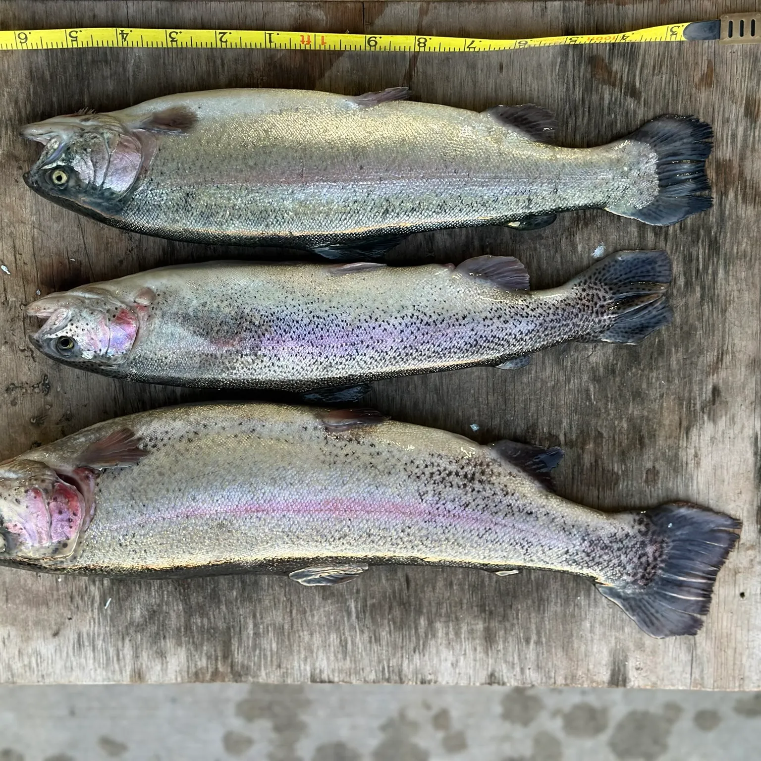 recently logged catches