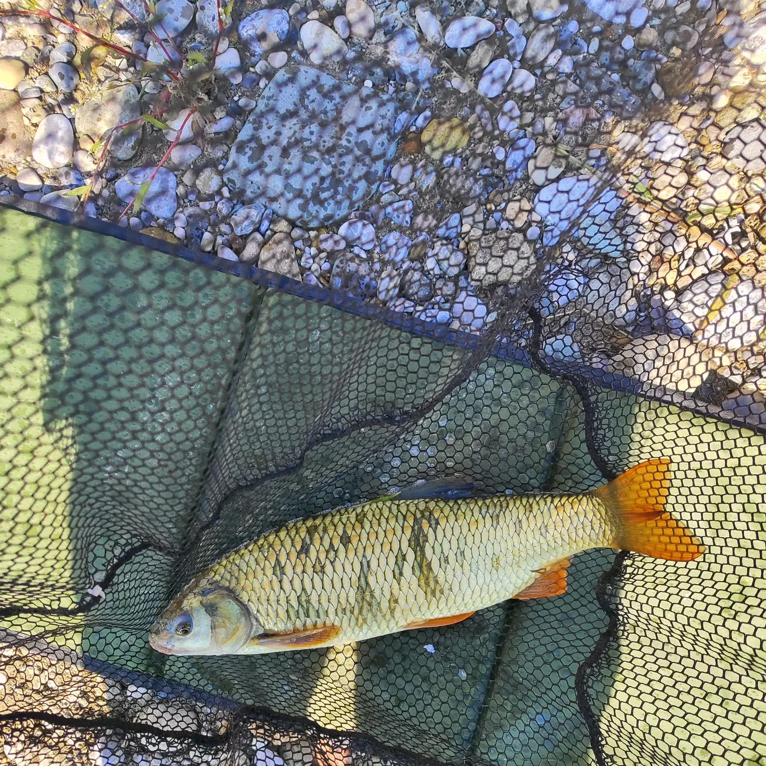The most recent Common nase catches on Fishbrain