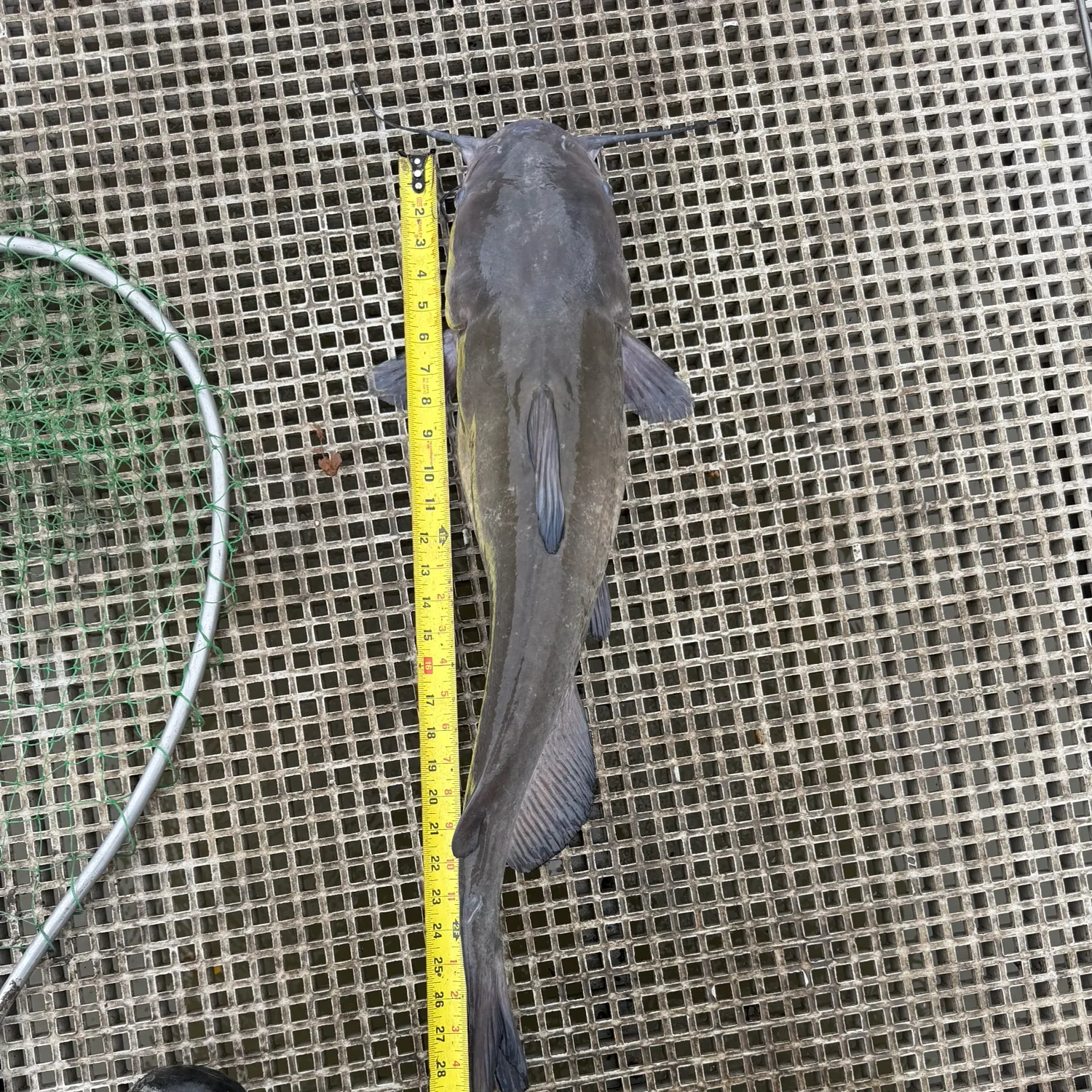 Channel catfish caught on Fishbrain