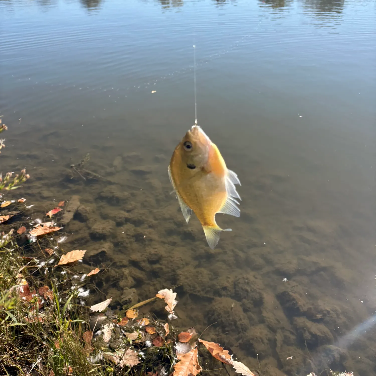 Bluegill caught on Fishbrain