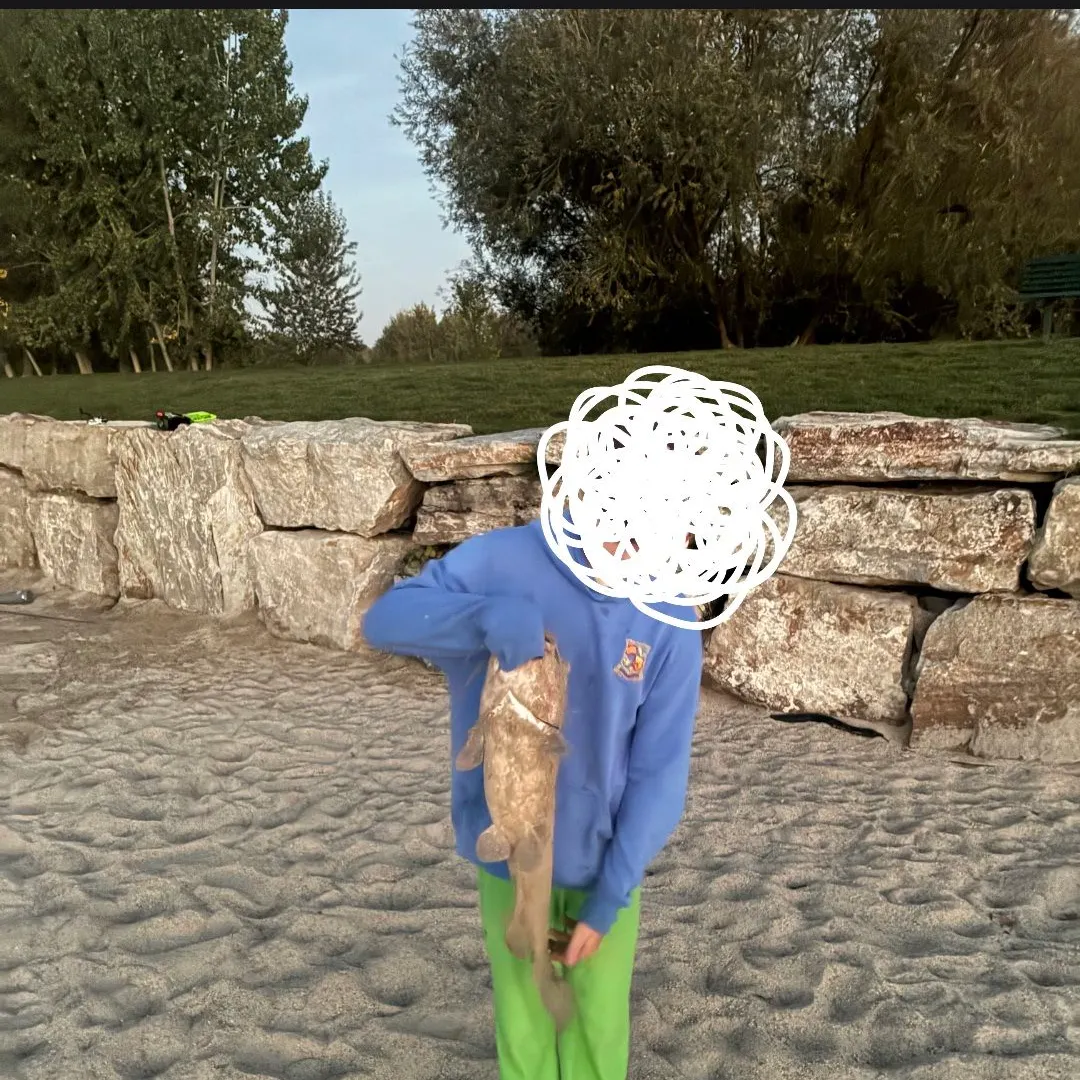 Channel catfish caught on Fishbrain