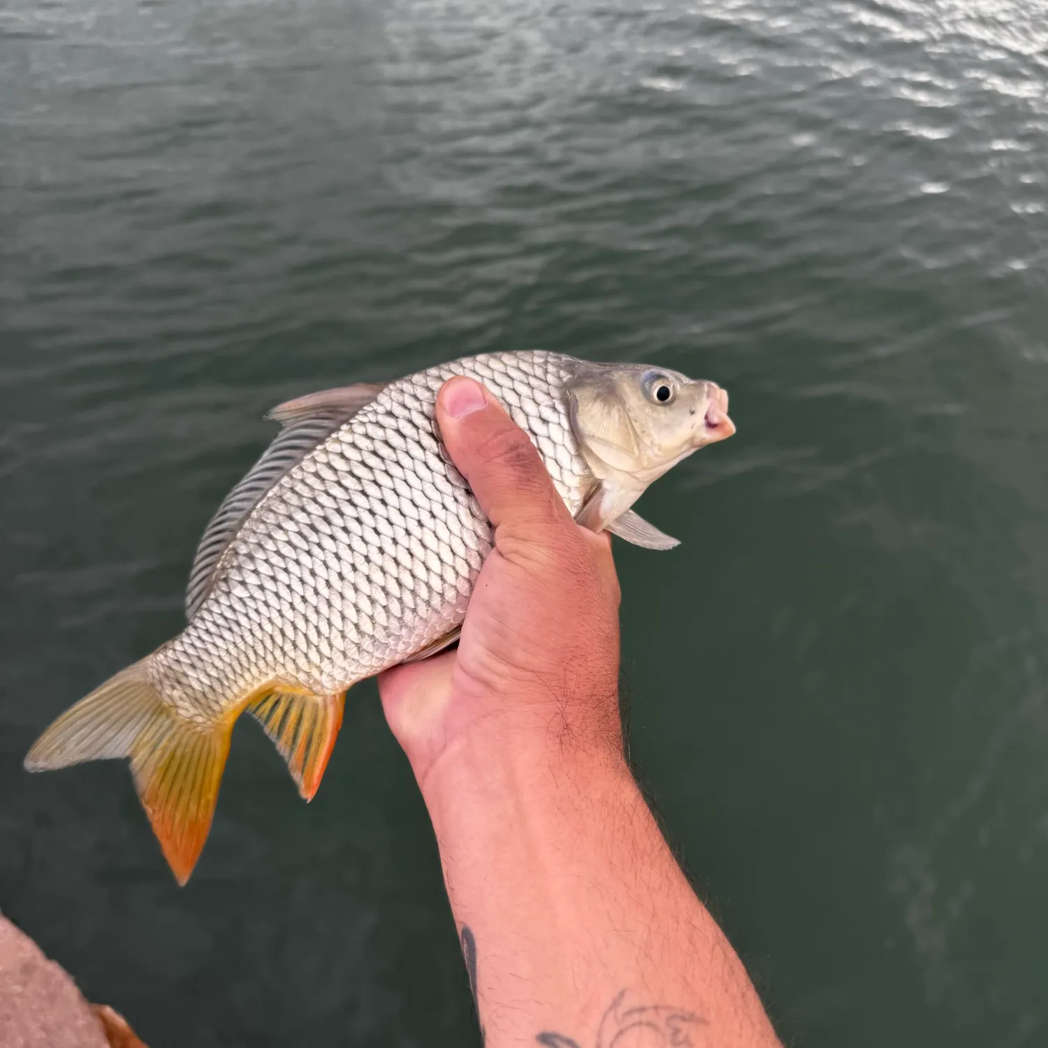 Common carp caught on Fishbrain