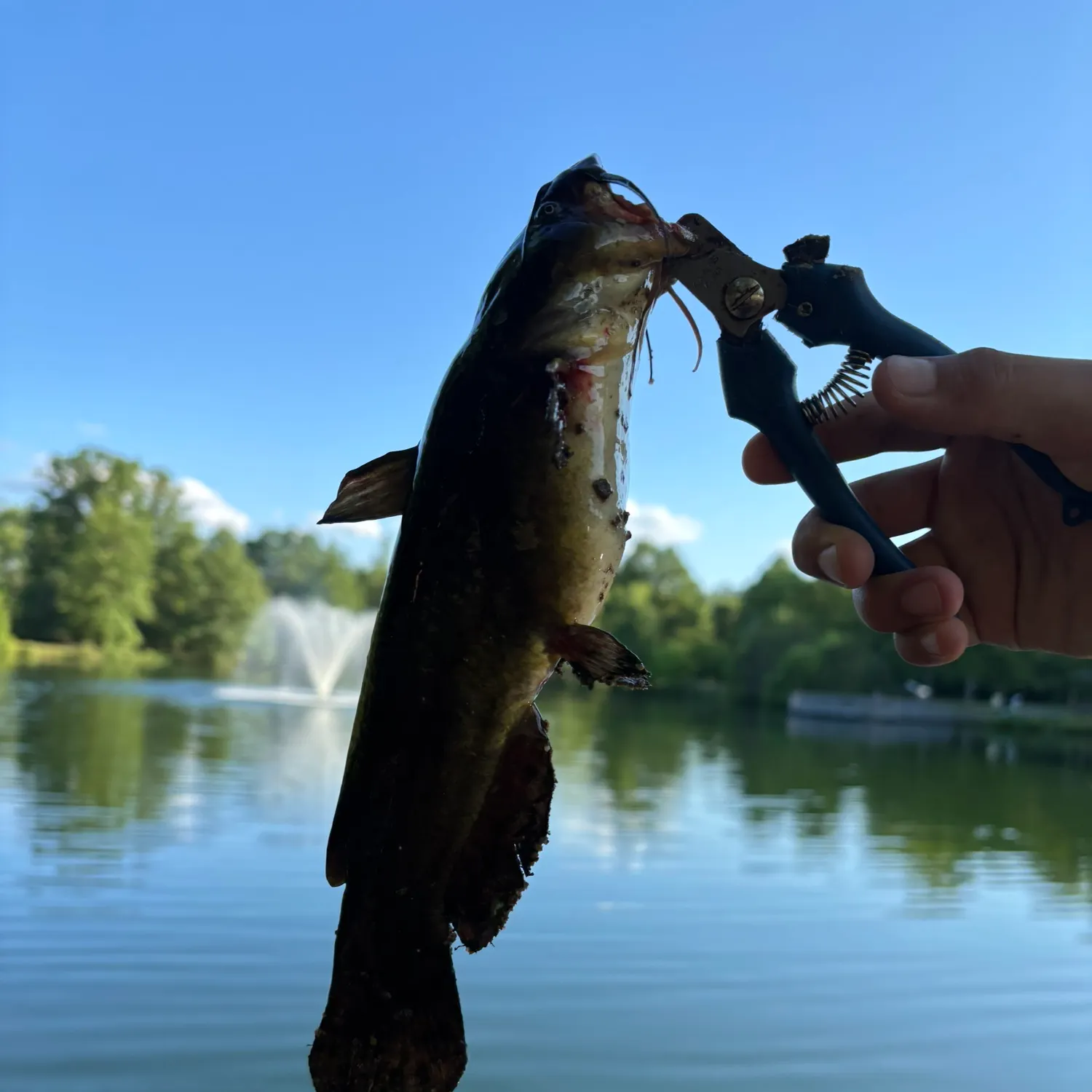 catch