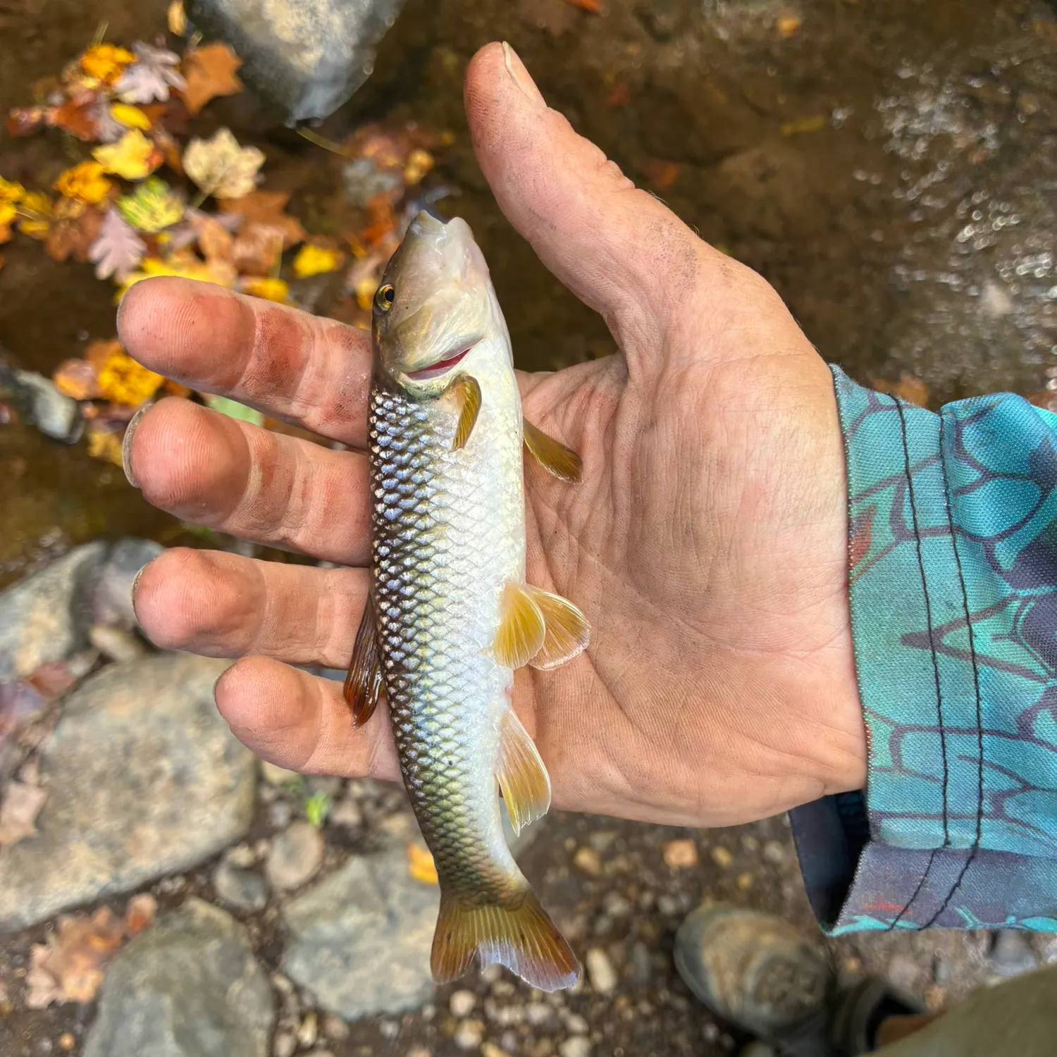 Creek chub caught on Fishbrain
