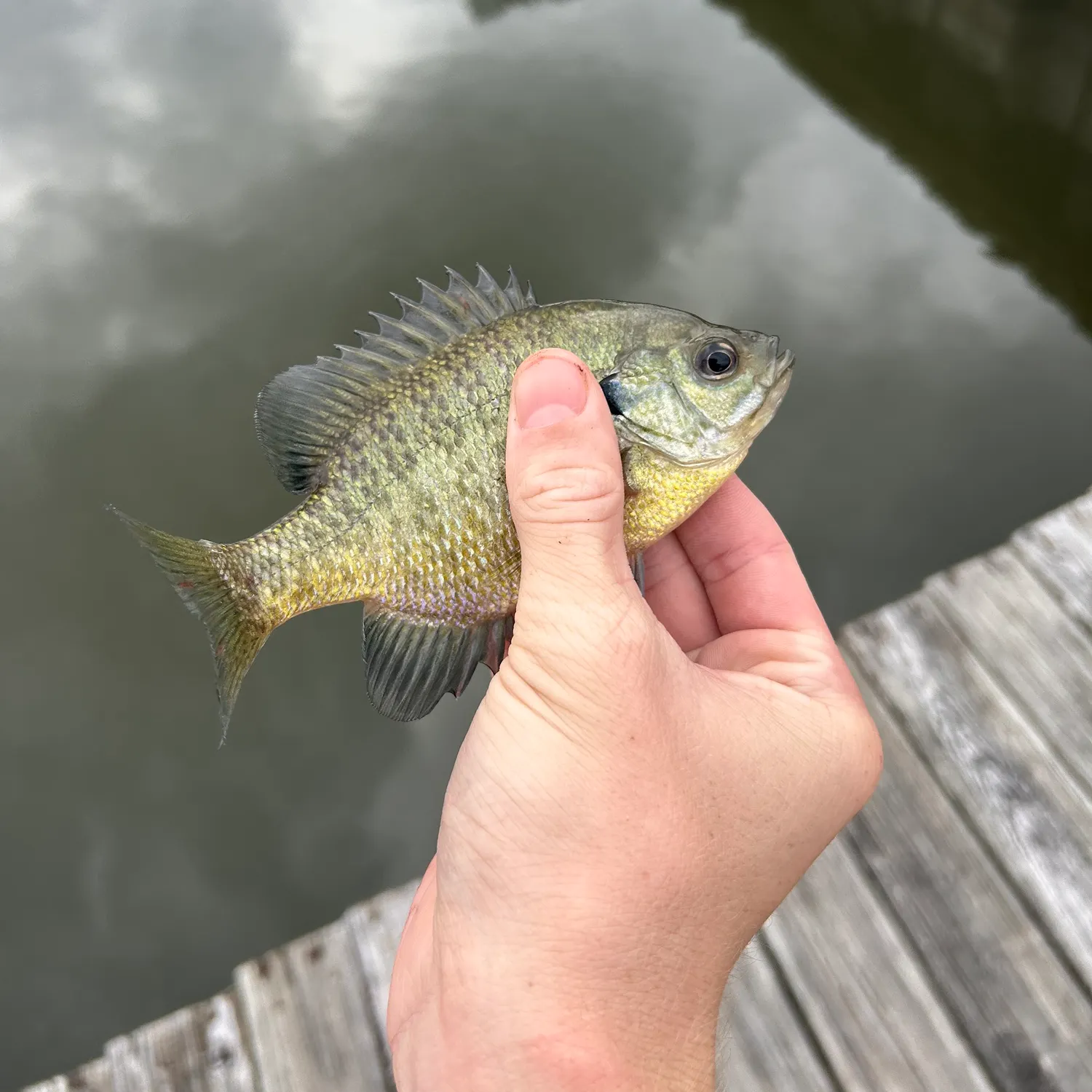 Bluegill caught on Fishbrain