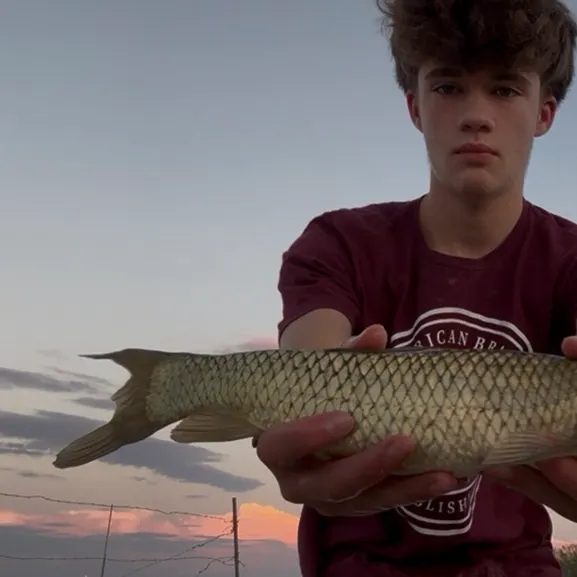 Grass carp caught on Fishbrain