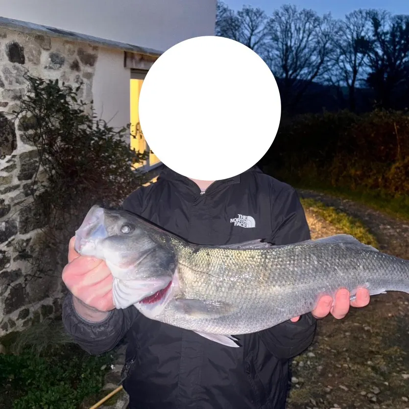 The most recent European seabass catches on Fishbrain