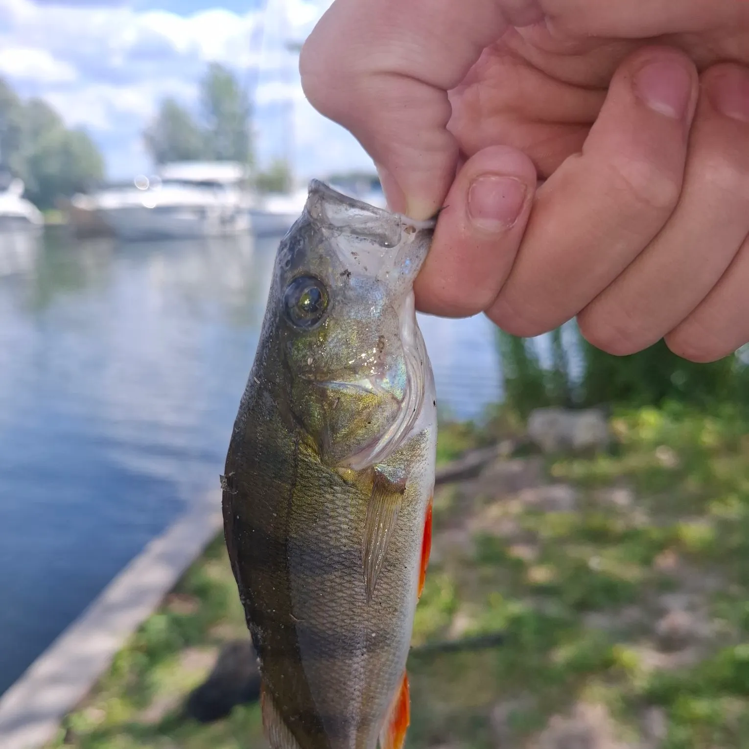 European perch caught on Fishbrain