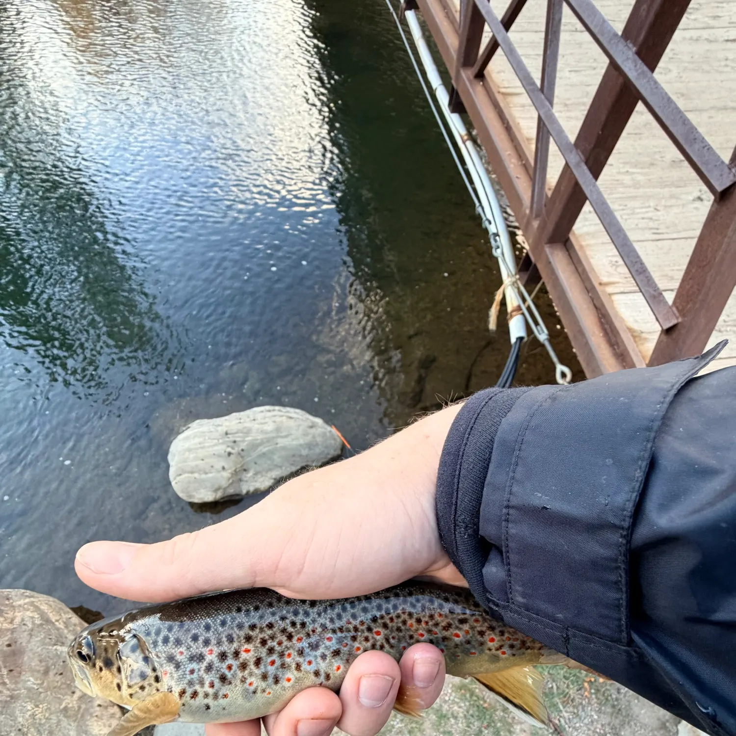 Lake trout caught on Fishbrain