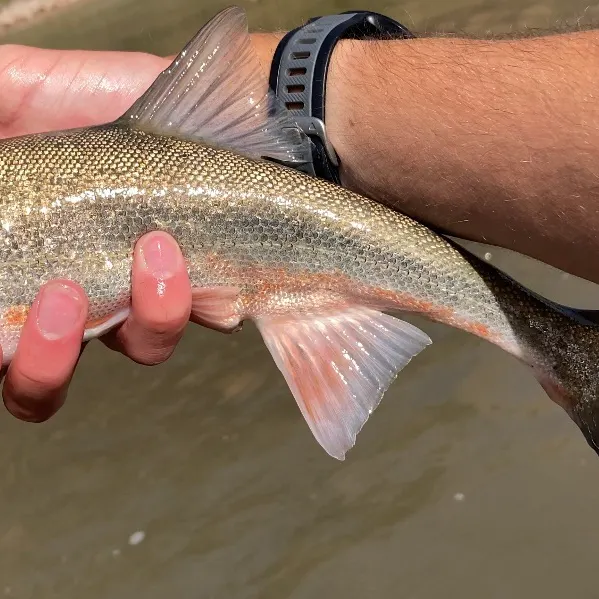 The most recent Roundtail chub catches on Fishbrain