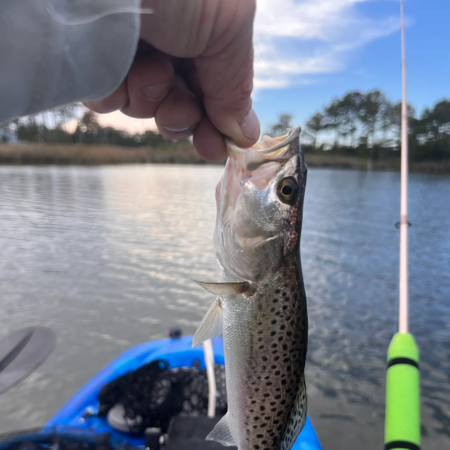 Spotted seatrout caught on Fishbrain