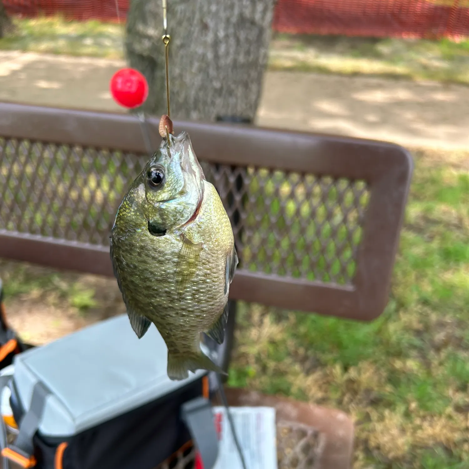 catch