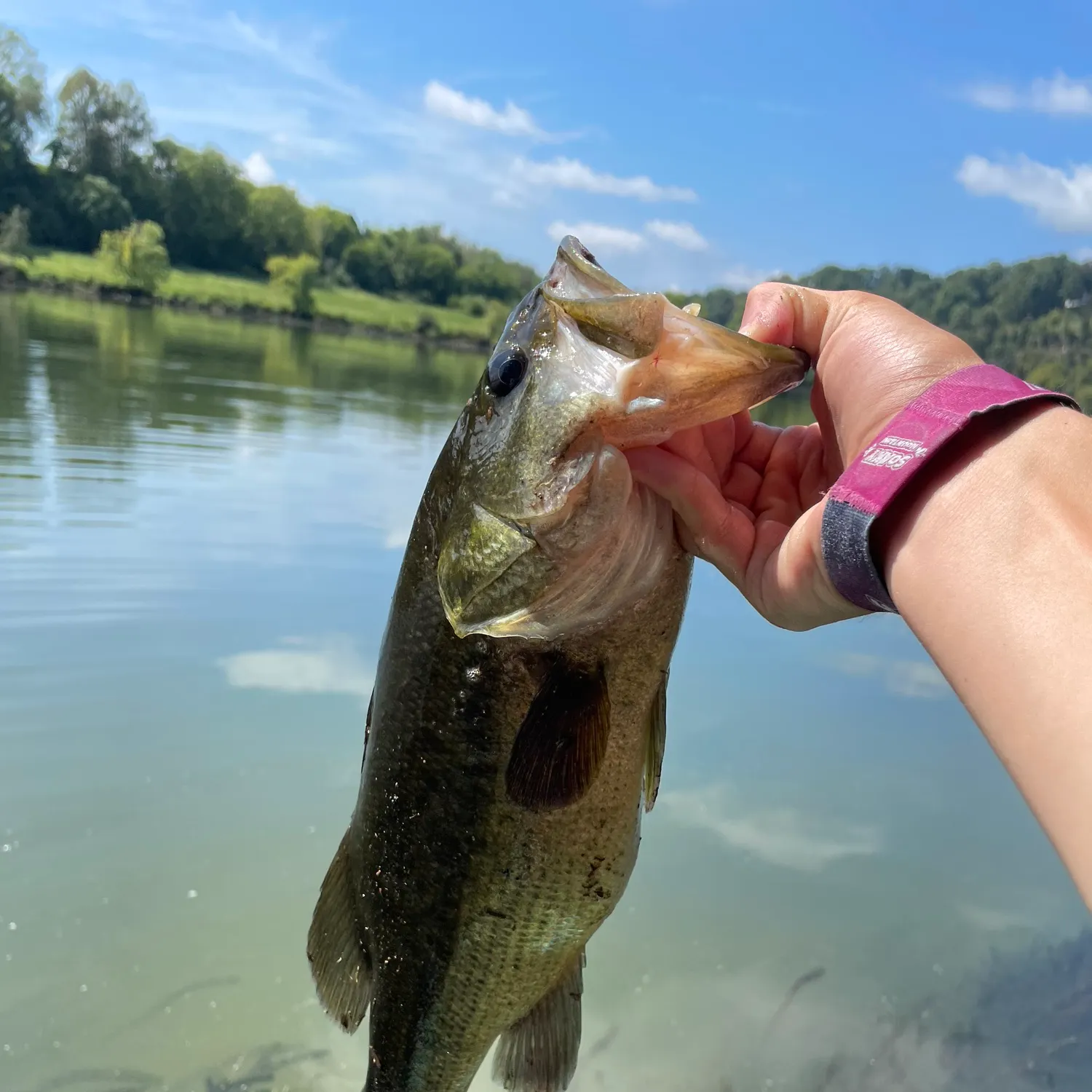 Largemouth bass caught on Fishbrain