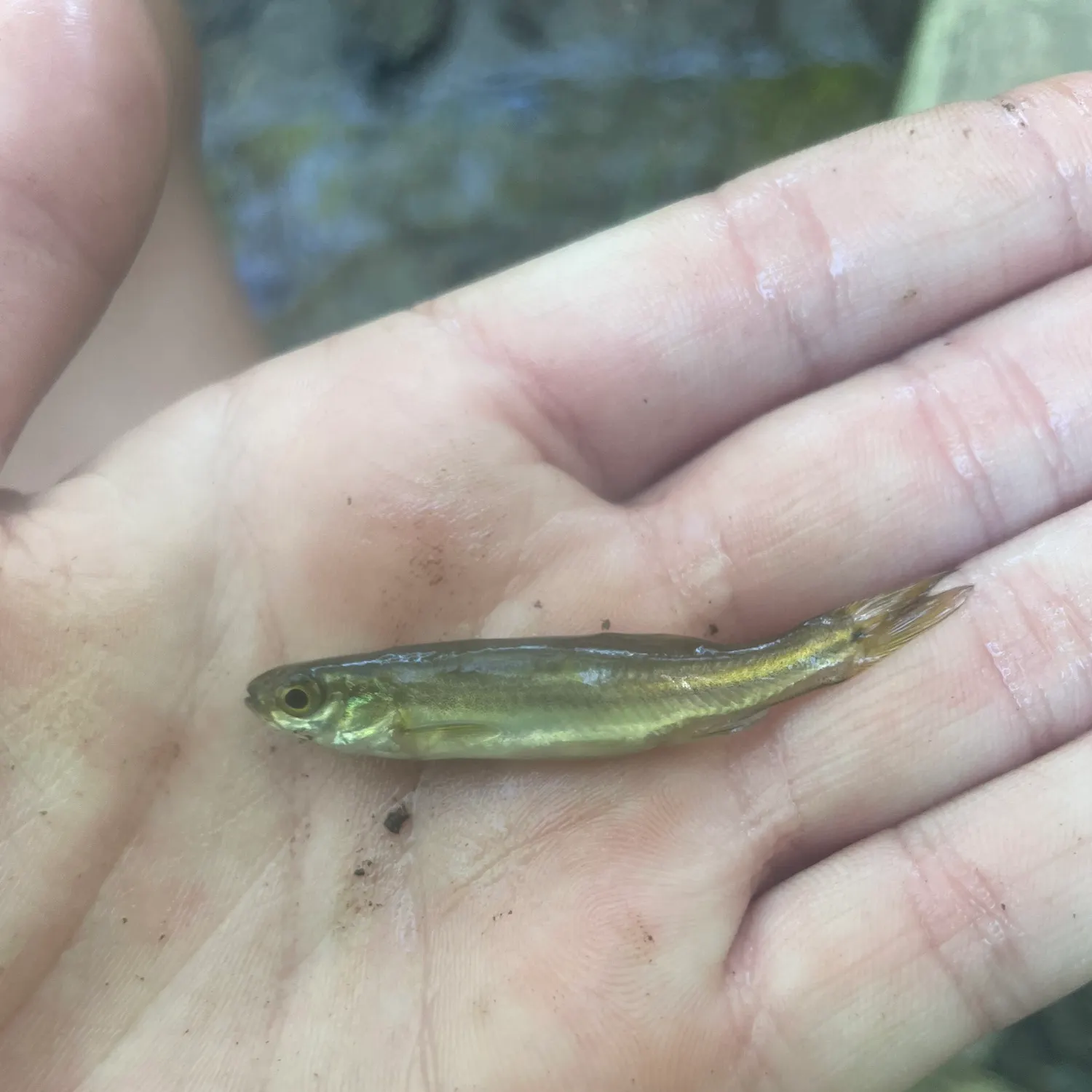 The most recent Northern redbelly dace catches on Fishbrain