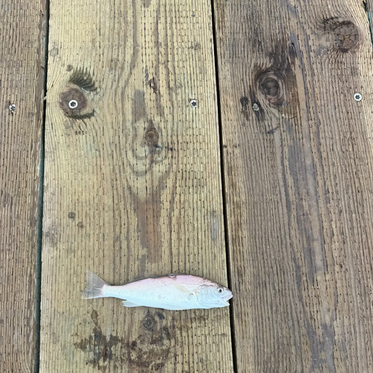 The most recent White croaker catches on Fishbrain