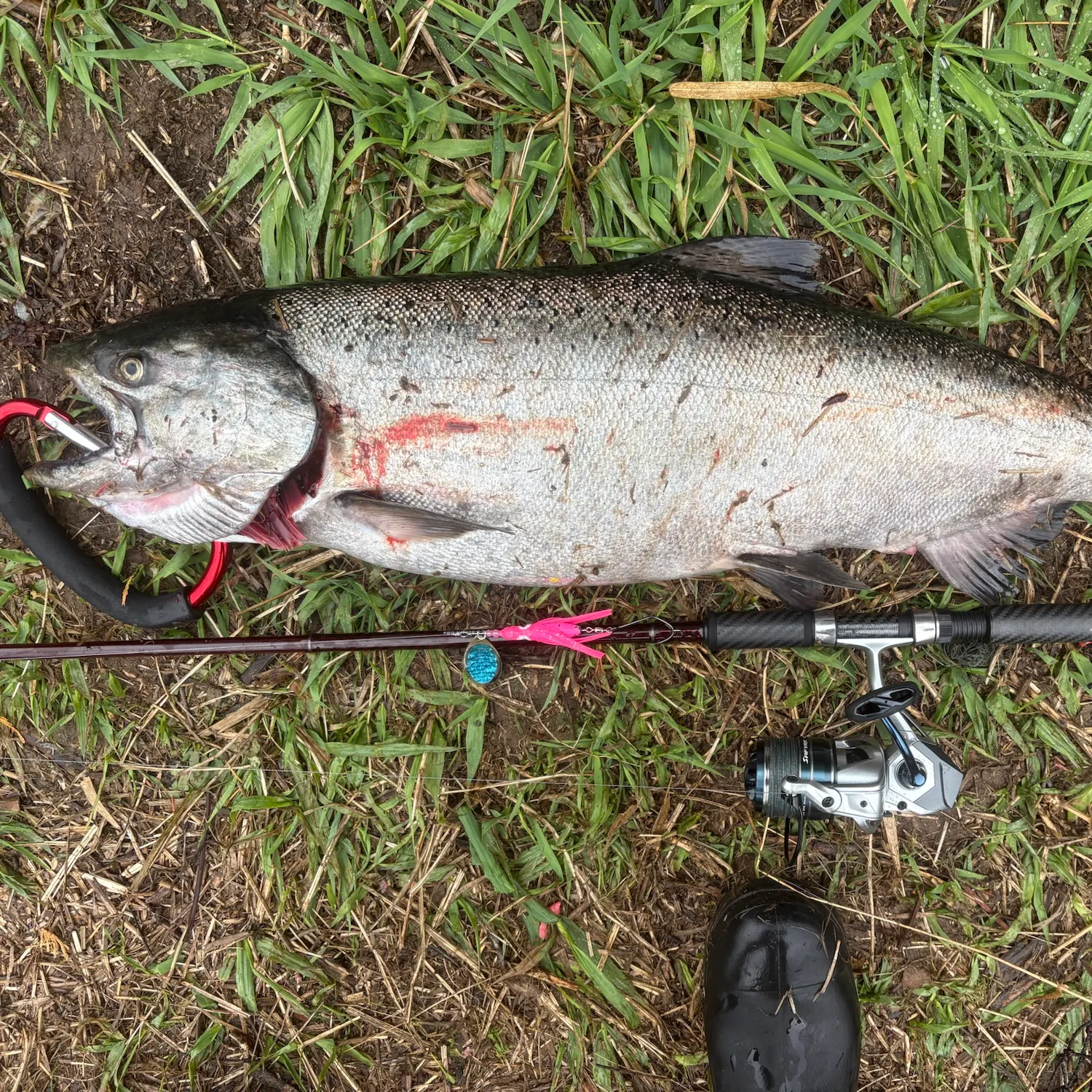 Chinook salmon caught on Fishbrain