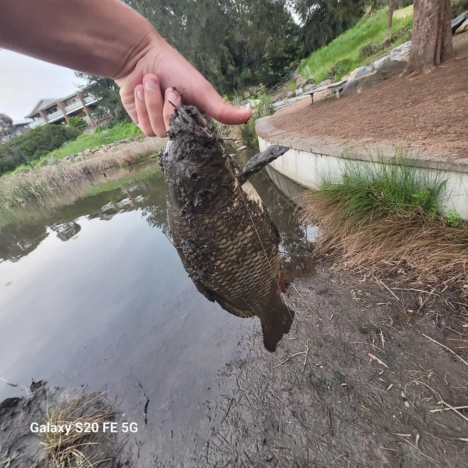 Common carp caught on Fishbrain