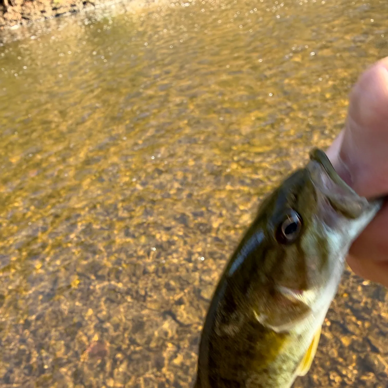 Smallmouth bass caught on Fishbrain