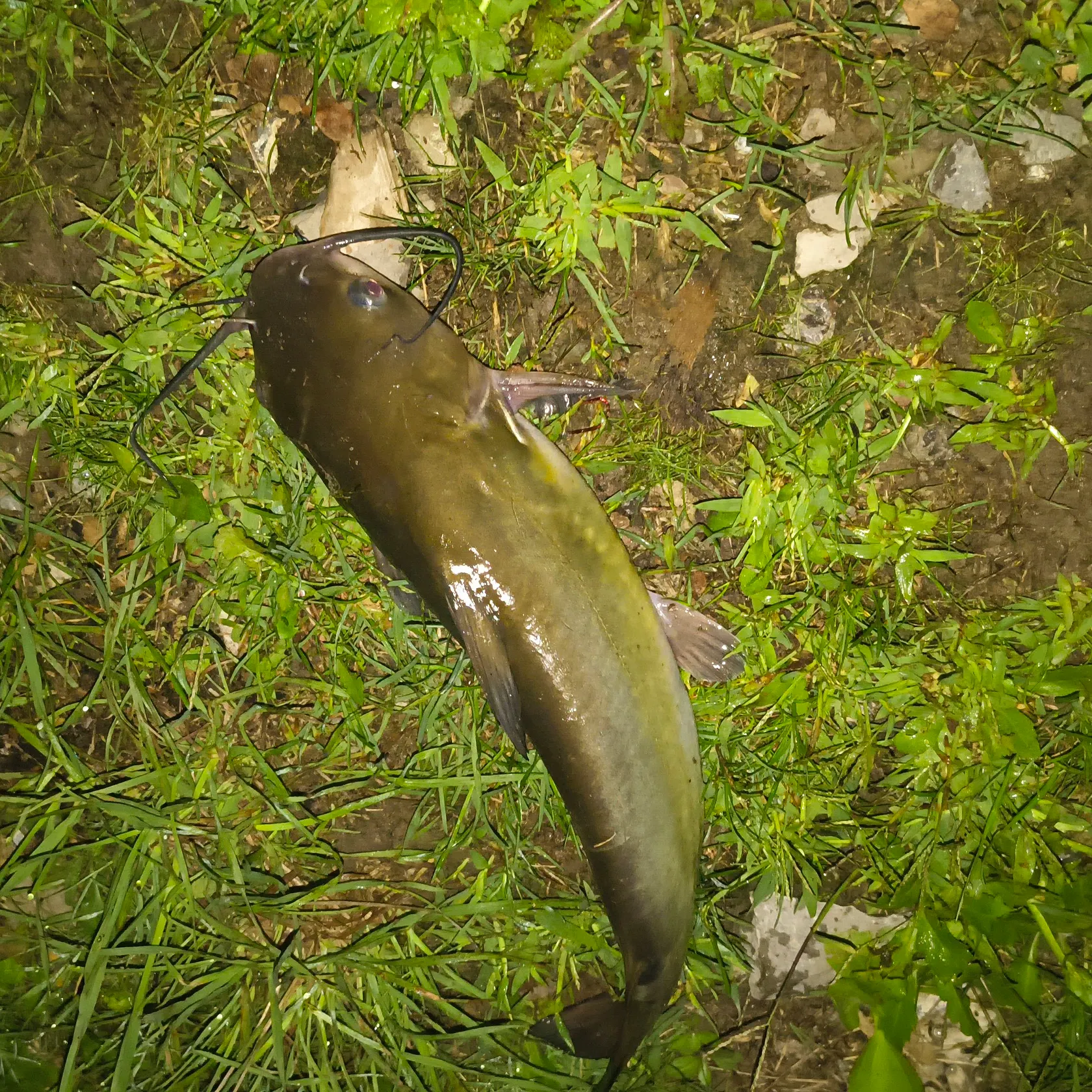 Channel catfish caught on Fishbrain