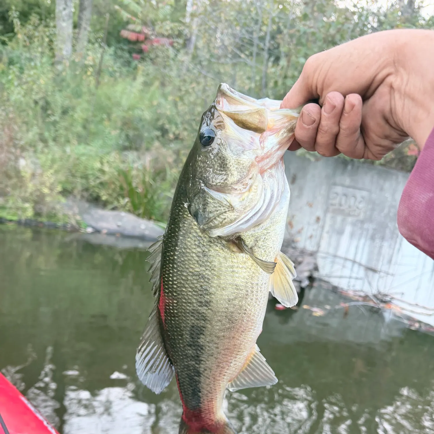 Largemouth bass caught on Fishbrain