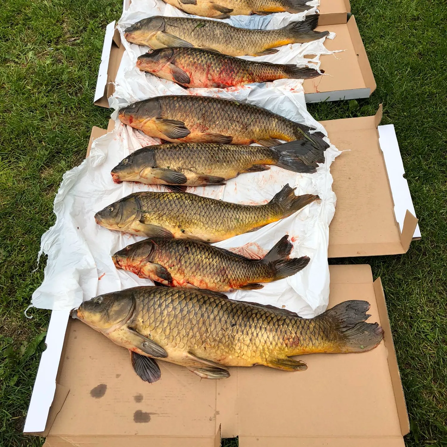 recently logged catches