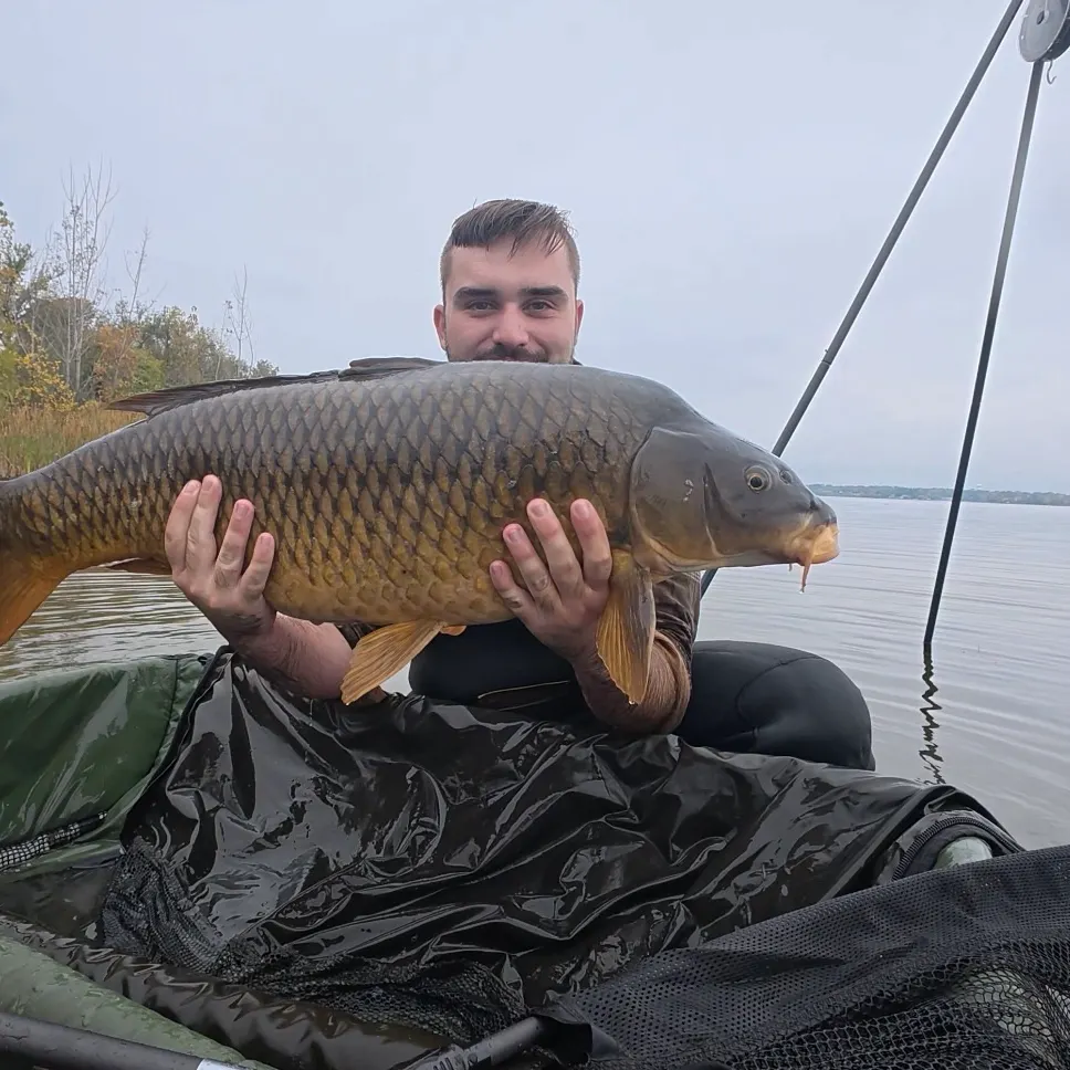 Common carp caught on Fishbrain