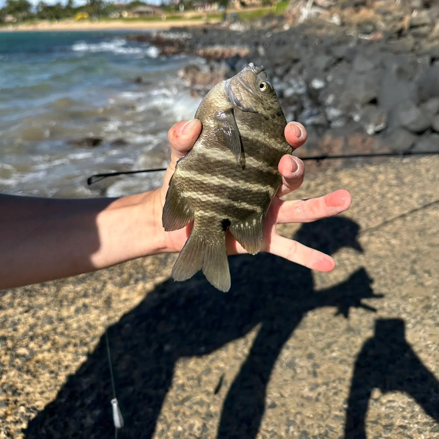 The most recent Blackspot damsel catches on Fishbrain