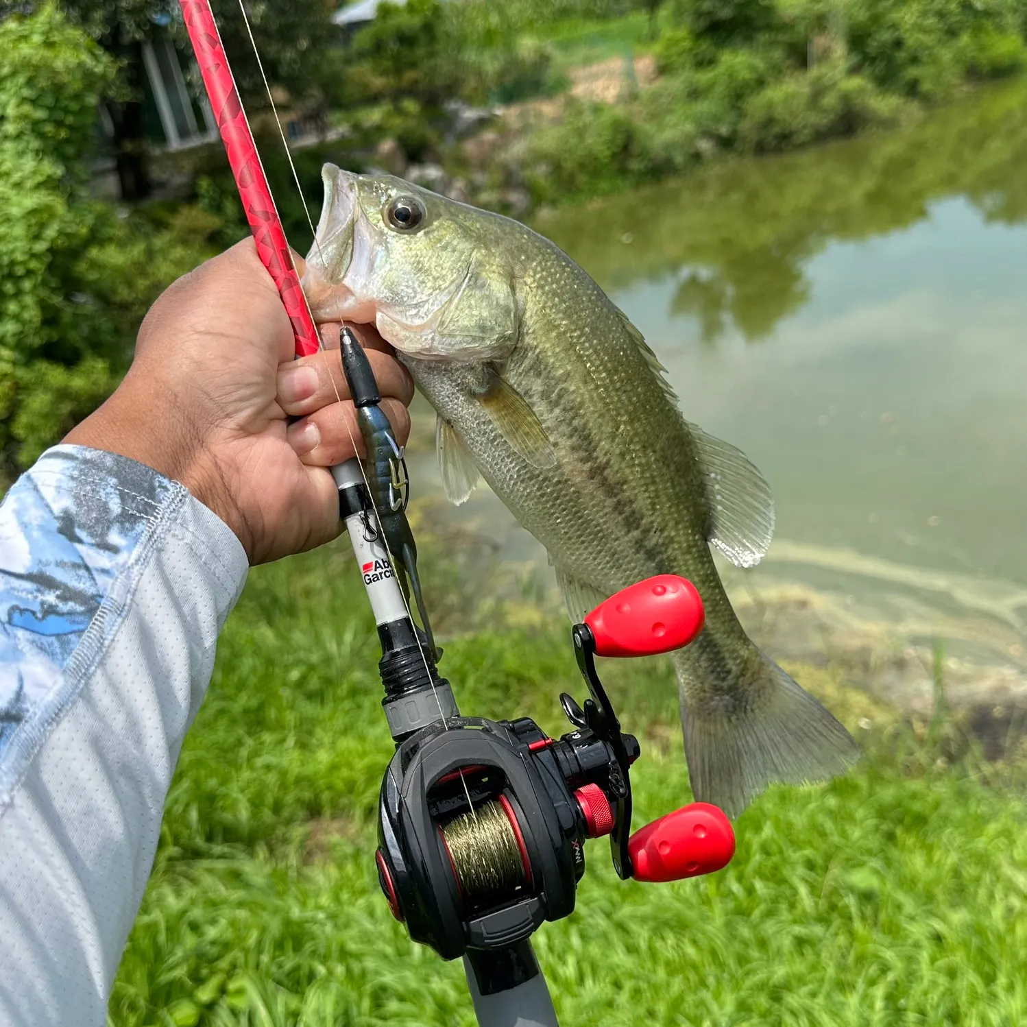 Largemouth bass caught on Fishbrain