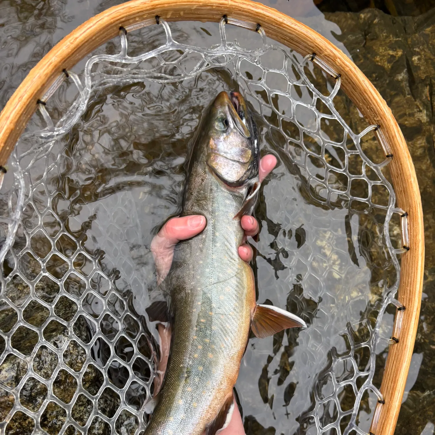 The most recent Dolly varden catches on Fishbrain