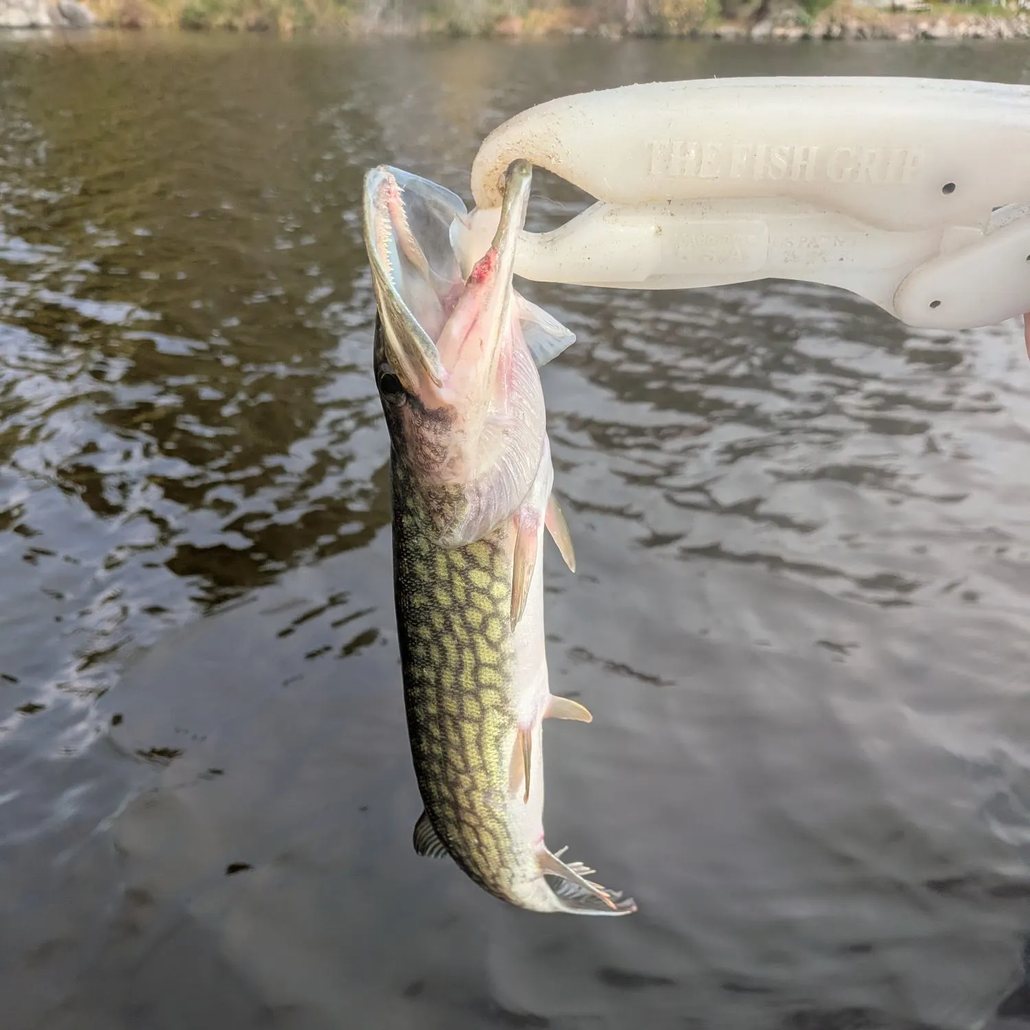 Chain pickerel caught on Fishbrain