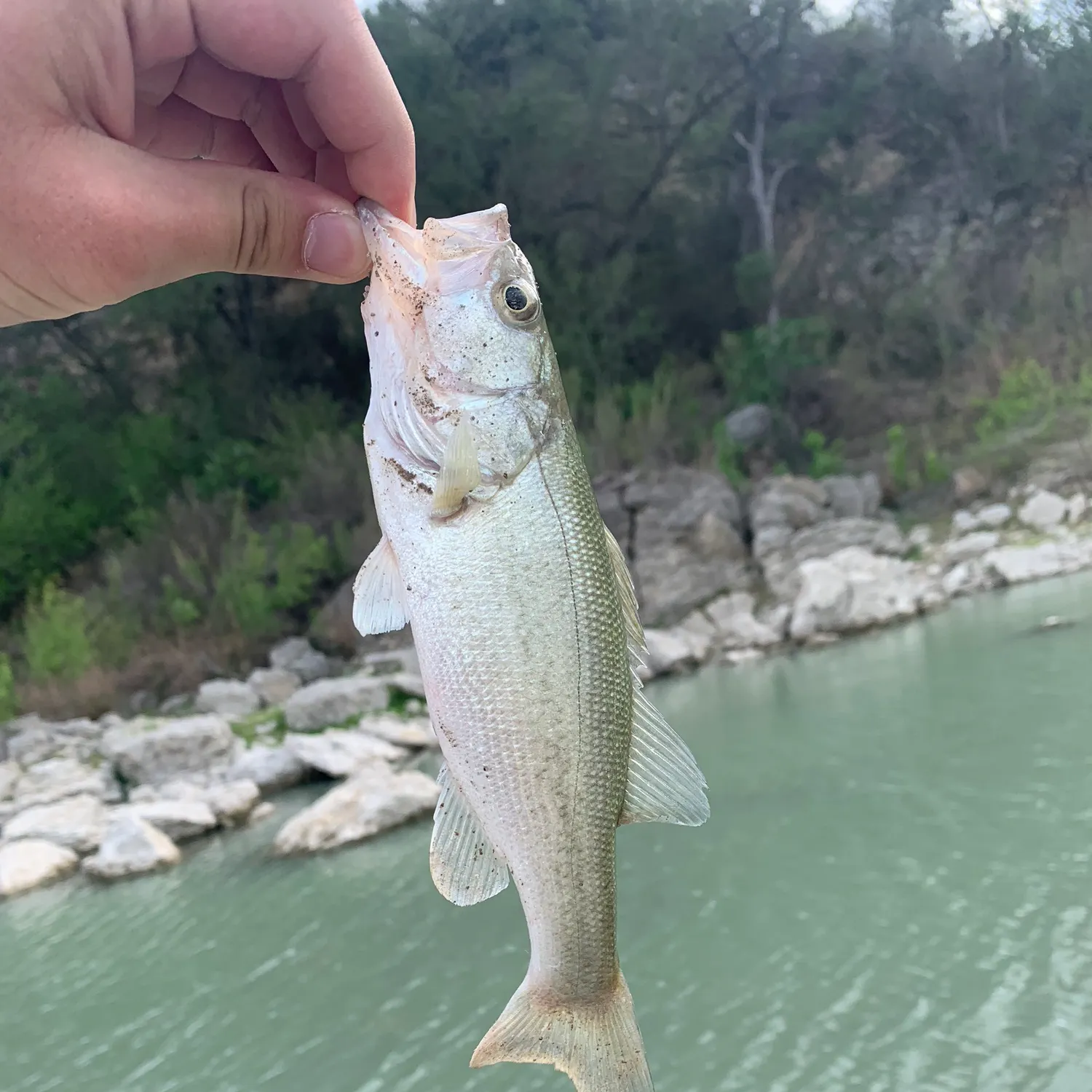 The most recent Guadalupe bass catches on Fishbrain
