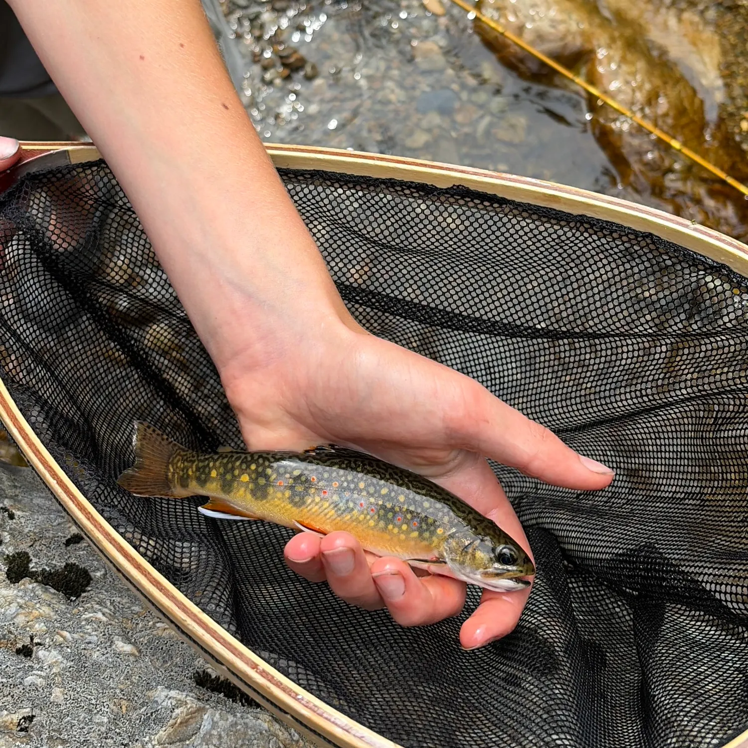 Brook trout caught on Fishbrain