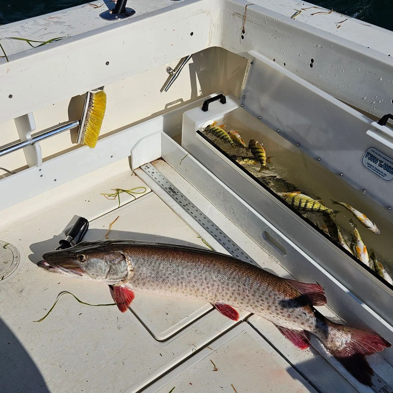 Muskie caught on Fishbrain