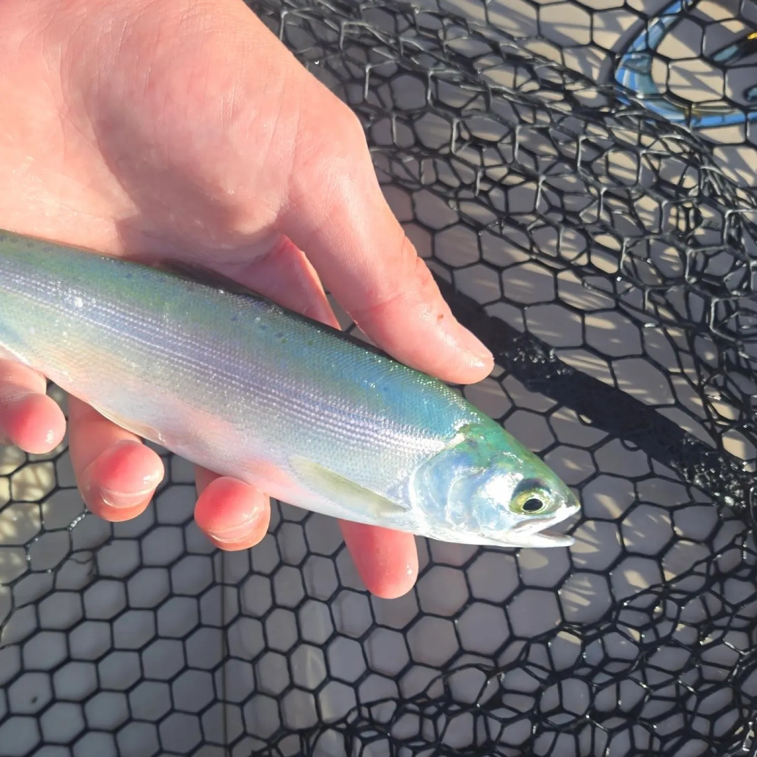The most recent Kokanee salmon catches on Fishbrain