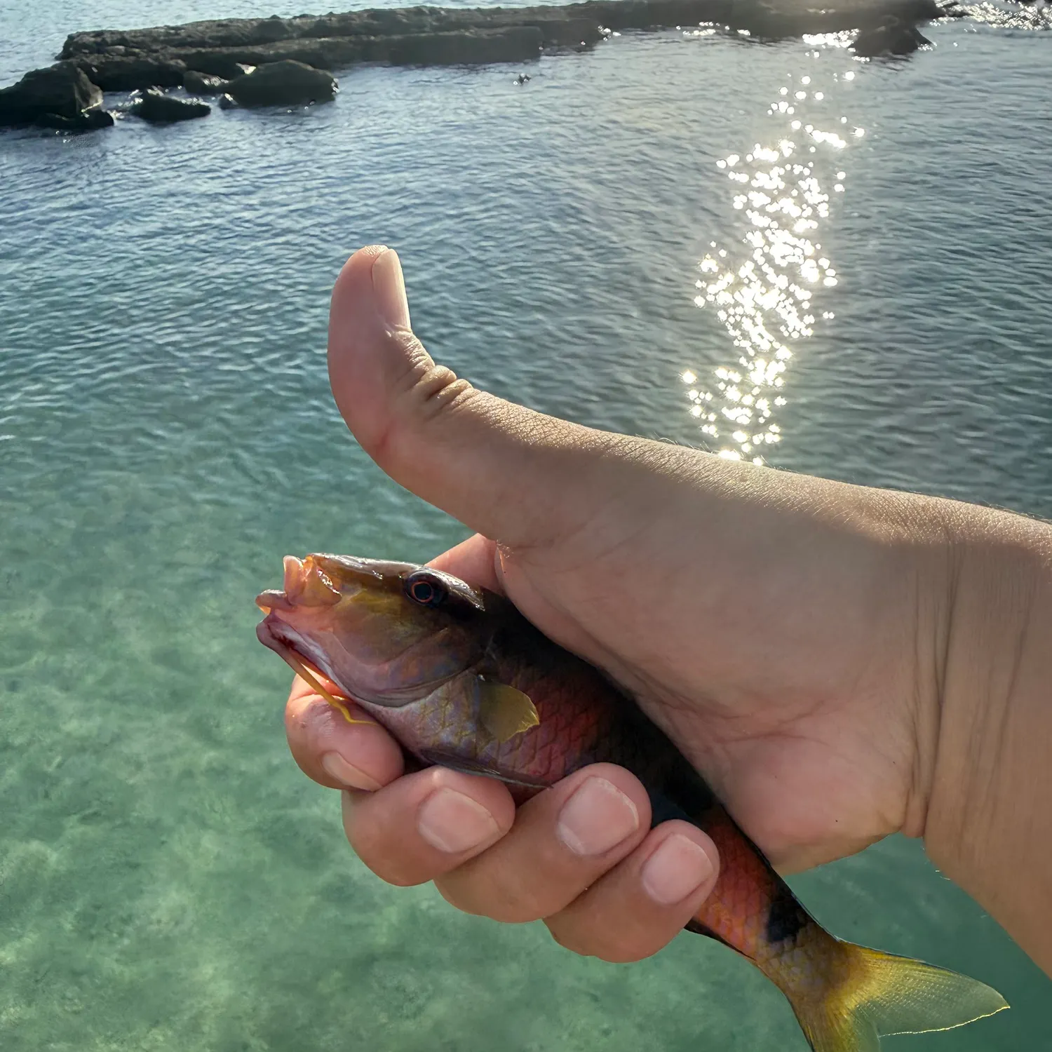 The most recent Island goatfish catches on Fishbrain