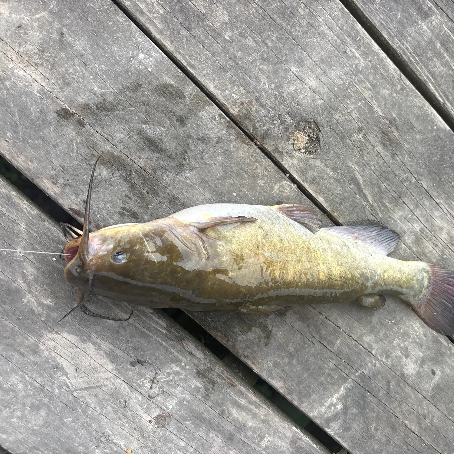 Channel catfish caught on Fishbrain