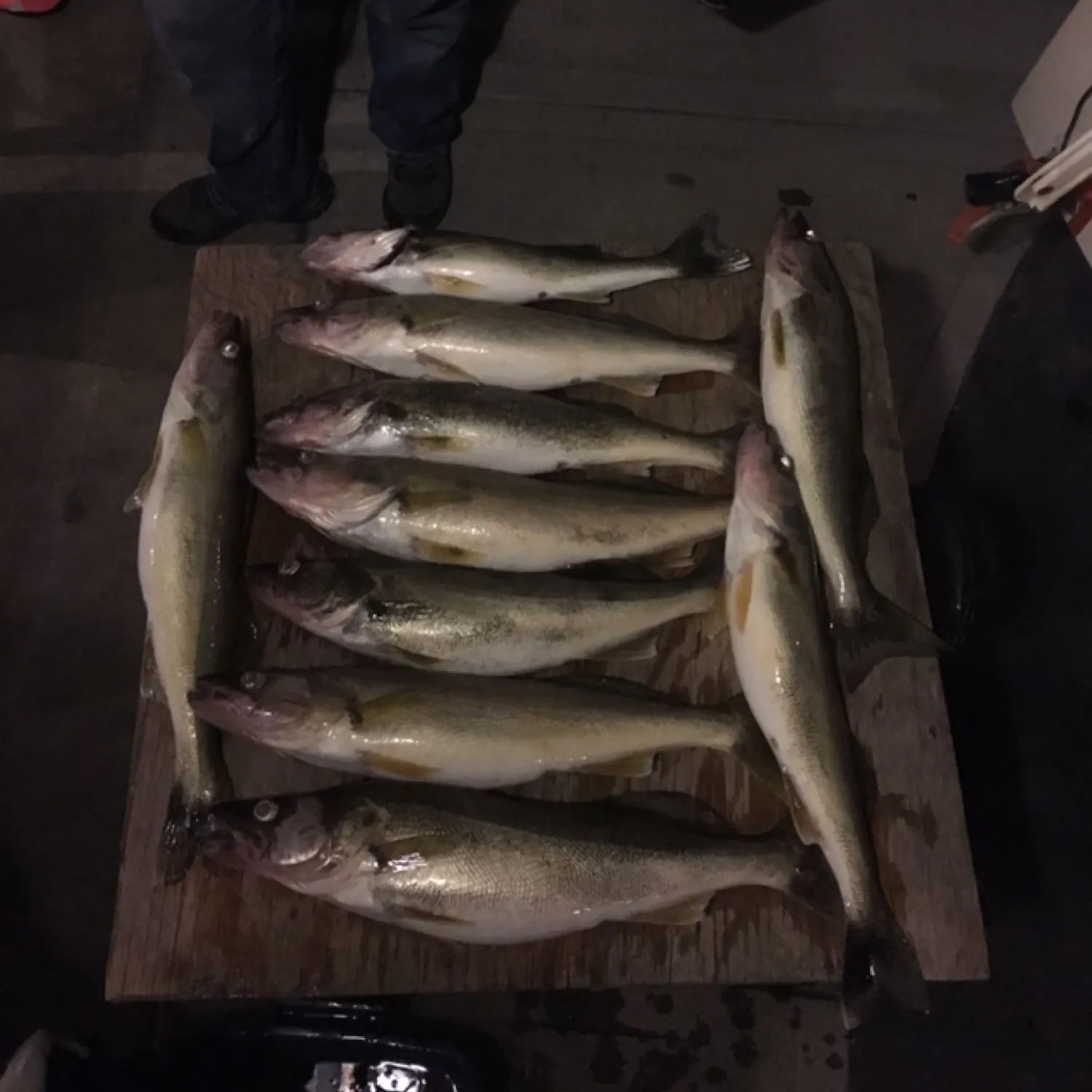 recently logged catches