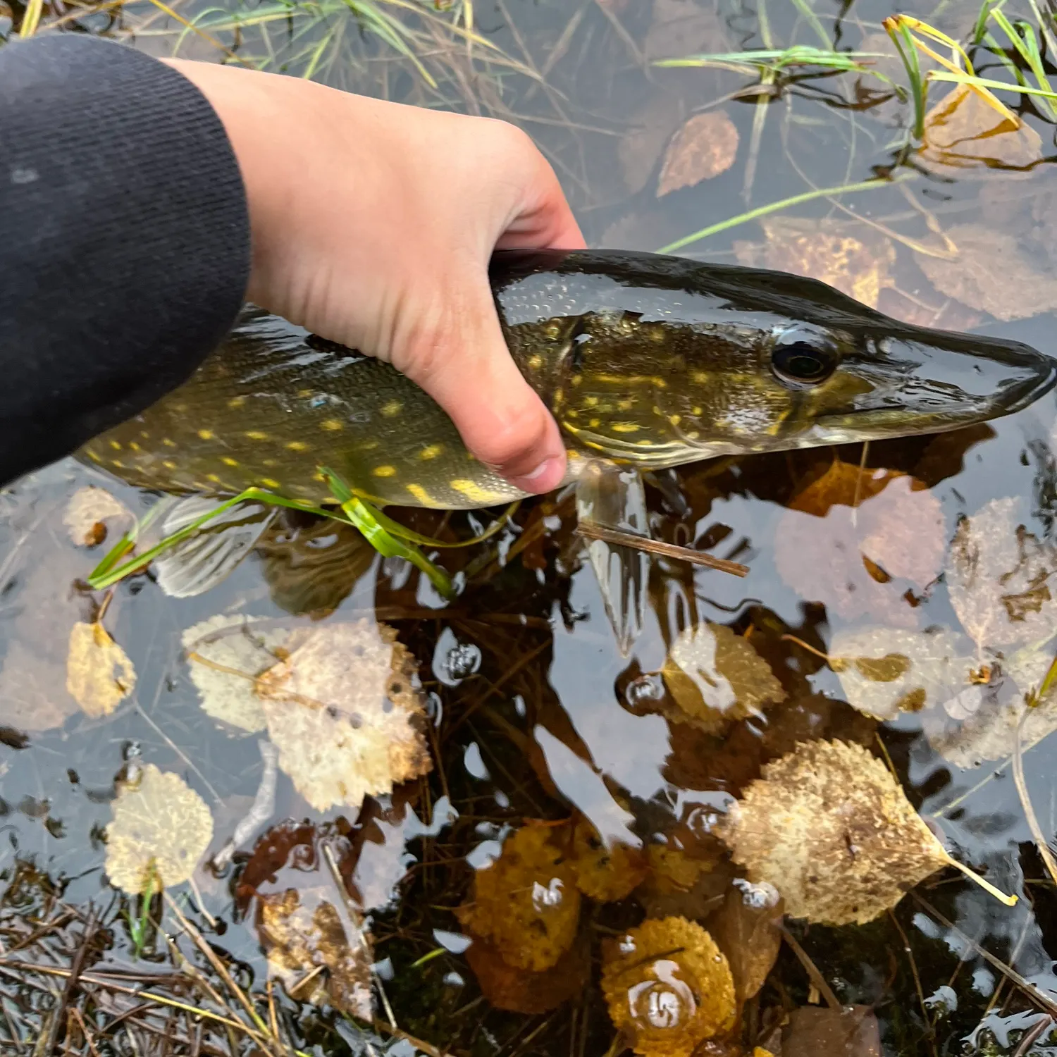 Northern pike caught on Fishbrain